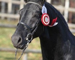 stallion Lomitas (Heavy Warmblood, 2009, from Lombard 195)