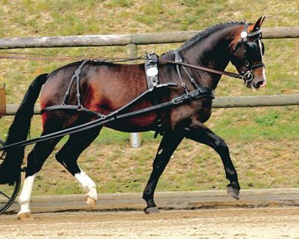 stallion Lord Brown (Heavy Warmblood, 2000, from Lord I)