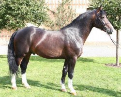 stallion Lord Udo (Sachs-door. Heavy Warmbl., 2004, from Lord Brown)