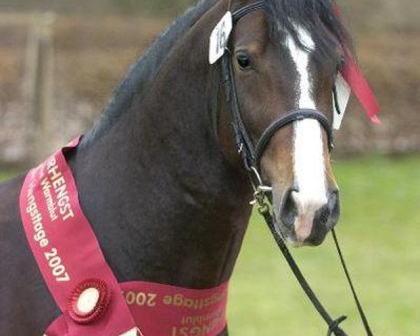 stallion Lord Udo (Sachs-door. Heavy Warmbl., 2004, from Lord Brown)