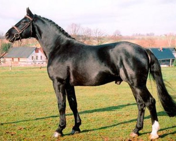 stallion Lotus (Heavy Warmblood, 1997, from Lordano)