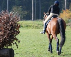 Pferd Roxanne 96 (Westfale, 1998, von Ribbeck)