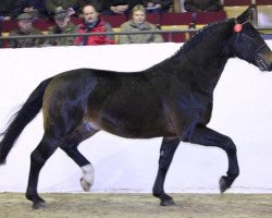 stallion Rejent (Heavy Warmblood, 2007, from Nomen)