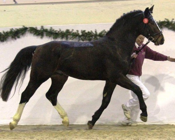 stallion Veritabel (Heavy Warmblood, 2011, from Veritas)