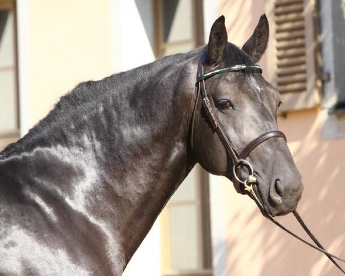 stallion Volkmann (Sachs-door. Heavy Warmbl., 2008, from Volontär)
