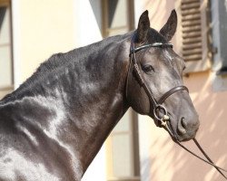 stallion Volkmann (Sachs-door. Heavy Warmbl., 2008, from Volontär)