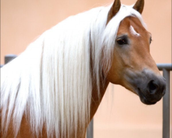 stallion Solero (Haflinger, 2005, from Sommernacht (0,39% ox))