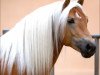 stallion Solero (Haflinger, 2005, from Sommernacht (0,39% ox))