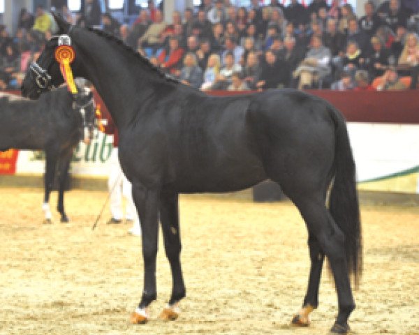 dressage horse Descolari (Hanoverian, 2010, from Desperados FRH)
