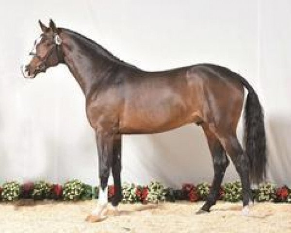 stallion Clintas (Holsteiner, 2010, from Clinton I)