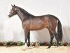 stallion Clintas (Holsteiner, 2010, from Clinton I)