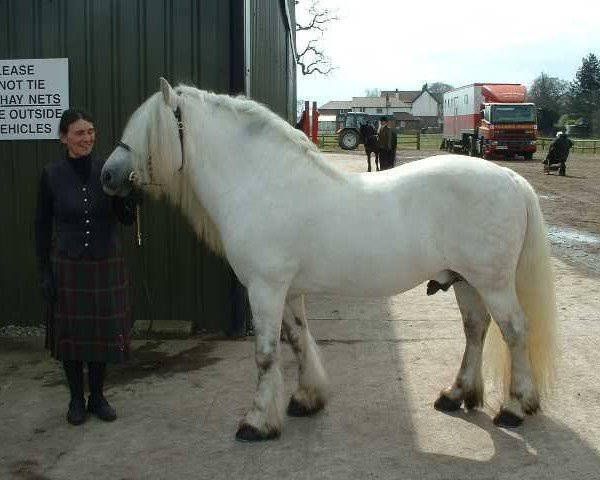 stallion Langsett Tearlach (Highland Pony, 1991, from Turin Hill Moss Crop)