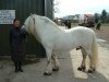 stallion Langsett Tearlach (Highland Pony, 1991, from Turin Hill Moss Crop)