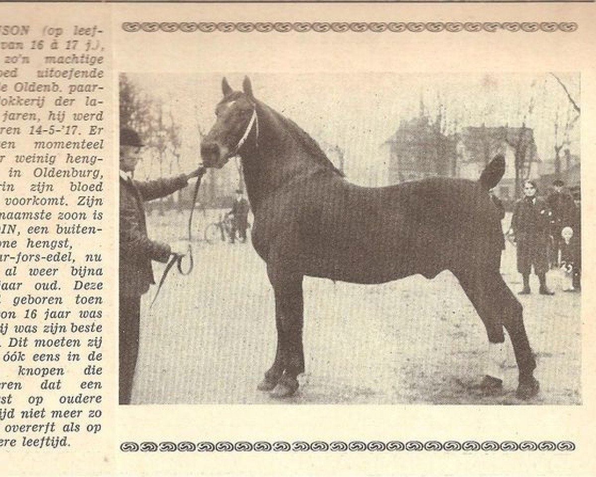Deckhengst Gruson 2763 (Oldenburger, 1917, von Gambo 2517)