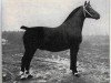 stallion Godin 3555 (Oldenburg, 1933, from Gruson 2763)