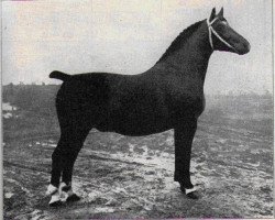 stallion Godin 3555 (Oldenburg, 1933, from Gruson 2763)