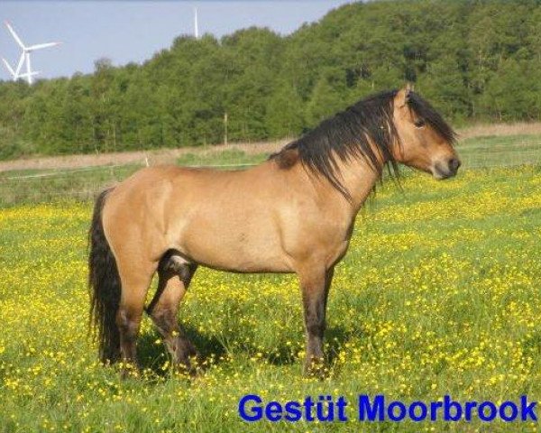Deckhengst Murphy of Millbrock (Highland-Pony, 2002, von Glenmuir Monarch)