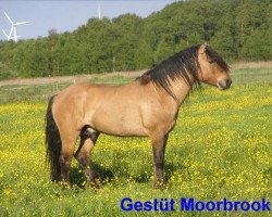 stallion Murphy of Millbrock (Highland Pony, 2002, from Glenmuir Monarch)