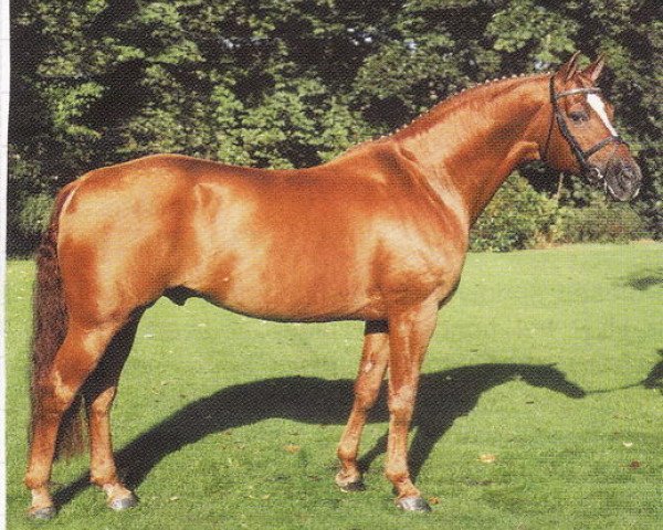 stallion Welton (Hanoverian, 1989, from Weltmeyer)