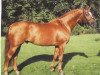 stallion Welton (Hanoverian, 1989, from Weltmeyer)