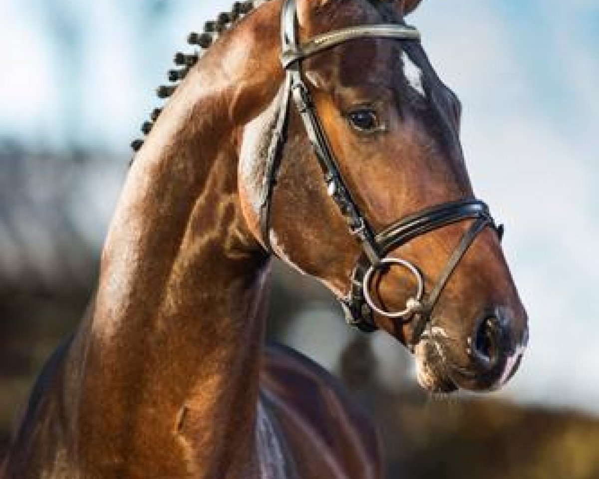 Deckhengst Quvée d'Or GT (Hannoveraner, 2010, von Quaterback)
