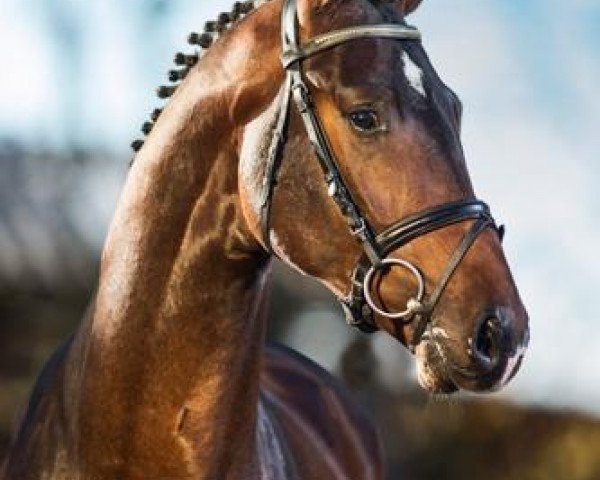stallion Quvée d'Or GT (Hanoverian, 2010, from Quaterback)