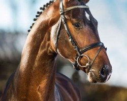 stallion Quvée d'Or GT (Hanoverian, 2010, from Quaterback)