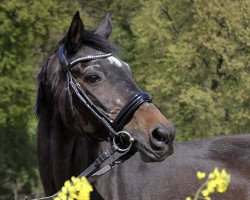 horse Trempen TSF (Trakehner, 1986, from Mackensen)