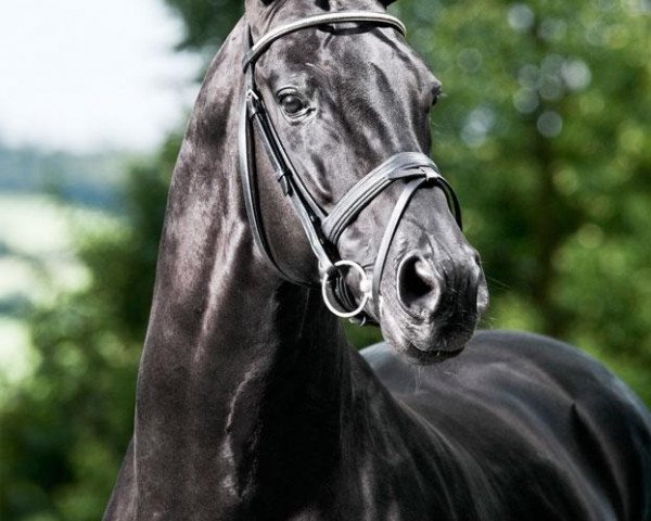 stallion Don Corazon (Hanoverian, 2004, from Don Frederico)