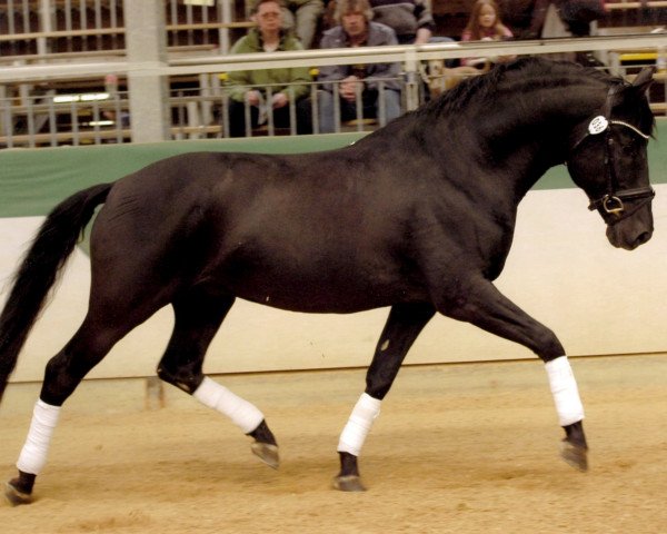 stallion Pelegrino RMC (Pura Raza Espanola (PRE), 2003, from Lenador RMC)