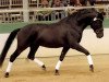 stallion Pelegrino RMC (Pura Raza Espanola (PRE), 2003, from Lenador RMC)