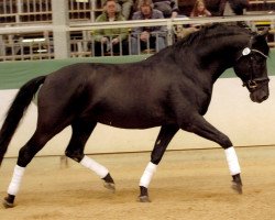 stallion Pelegrino RMC (Pura Raza Espanola (PRE), 2003, from Lenador RMC)