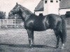 stallion Flamboyant xx (Thoroughbred, 1918, from Tracery xx)