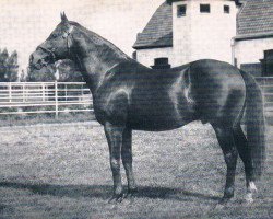 stallion Flamboyant xx (Thoroughbred, 1918, from Tracery xx)