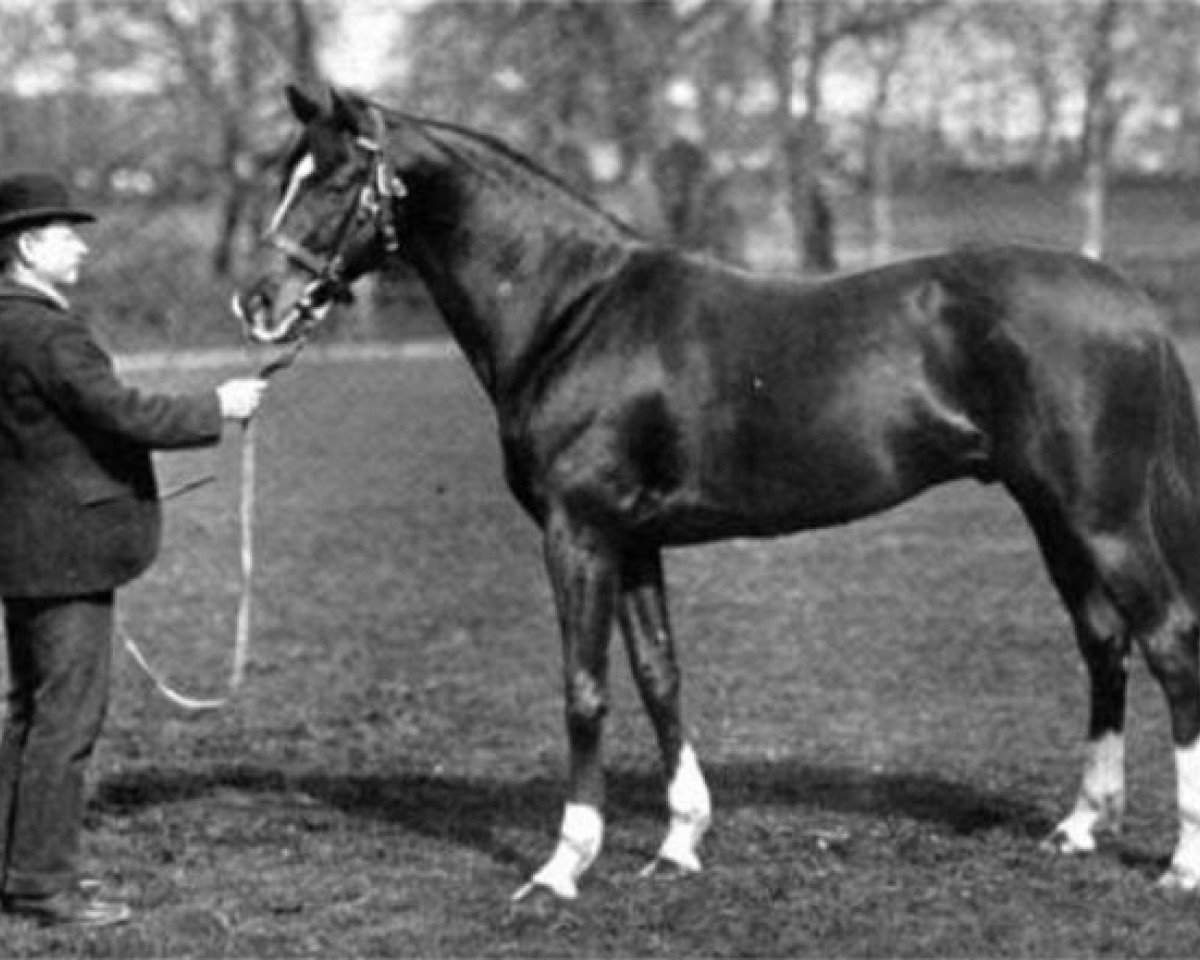 Deckhengst Wildfowler xx (Englisches Vollblut, 1895, von Gallinule xx)