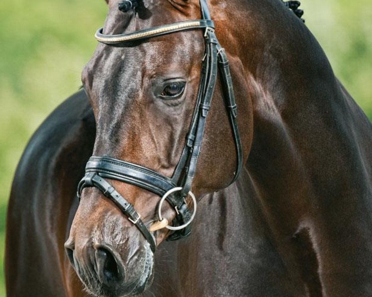 stallion Chacco Chacco (Hanoverian, 2007, from Chacco-Blue)