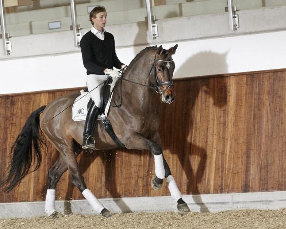 Deckhengst Cassitano (Holsteiner, 2006, von Casado)