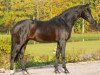 stallion Showdown (Hanoverian, 2002, from Sandro Hit)