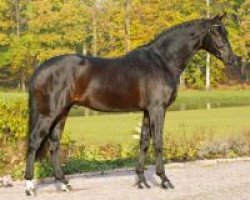 stallion Showdown (Hanoverian, 2002, from Sandro Hit)