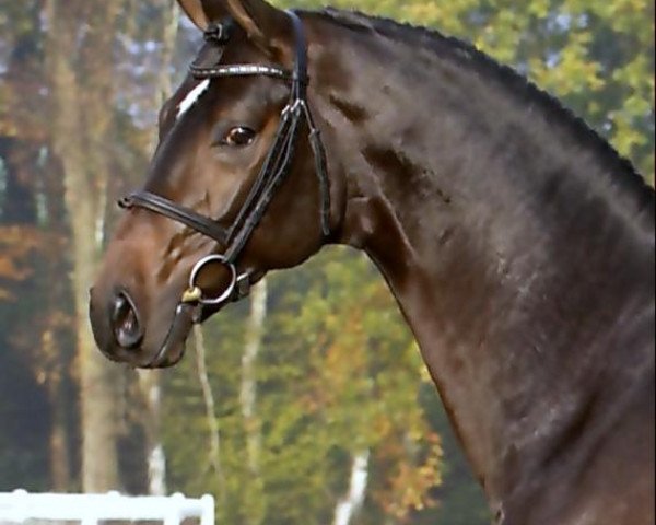 stallion Don Marco 3 (Hanoverian, 2002, from Don Frederico)