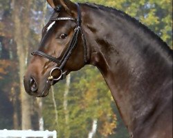 stallion Don Marco 3 (Hanoverian, 2002, from Don Frederico)