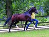 stallion Coal Diamond (Hanoverian, 2010, from Christ)