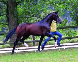 stallion Coal Diamond (Hanoverian, 2010, from Christ)