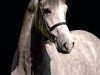 stallion Charilan (Hanoverian, 2004, from Calido I)