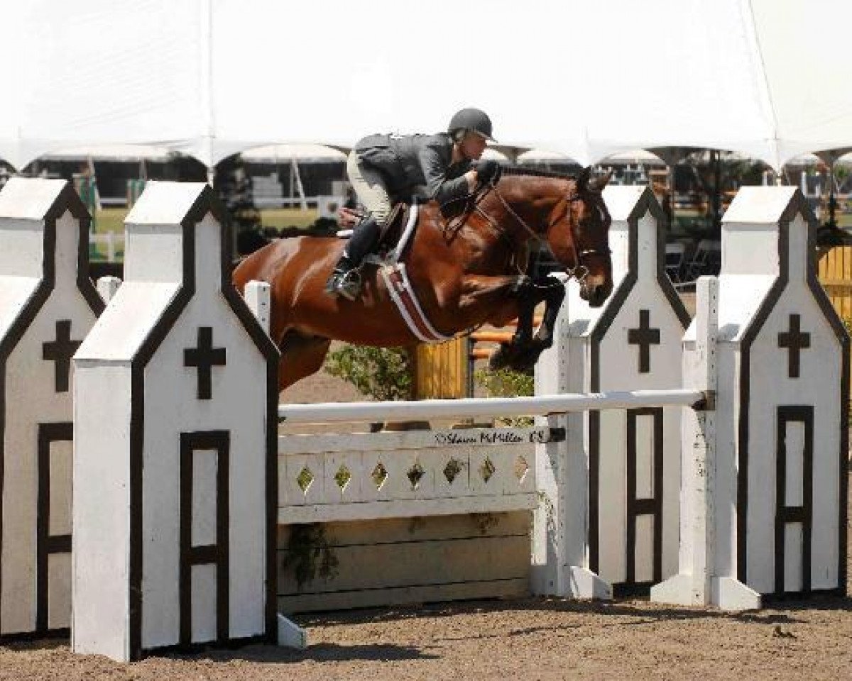 stallion Magic Darco (KWPN (Royal Dutch Sporthorse), 1994, from Darco)