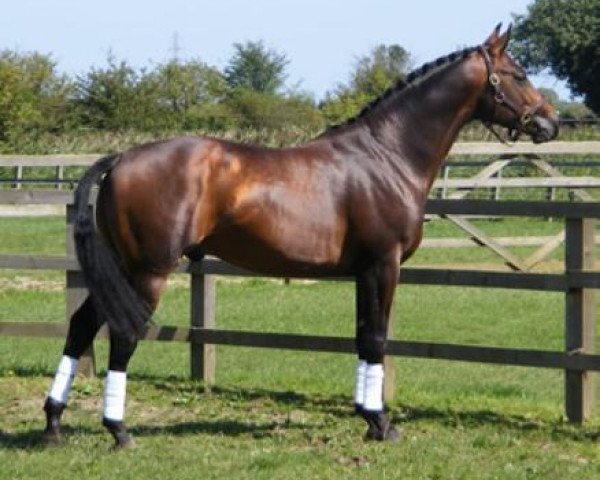 stallion Future Illusion (UK Warmblood, 2004, from Fleetwater Opposition)