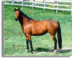 broodmare Catherine (Trakehner, 1989, from Impulsivo xx)