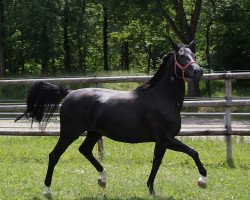 broodmare Jazz Primera (Oldenburg, 2007, from Jazz Rubin)