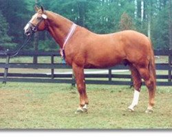 Pferd Candidus (Holsteiner, 1988, von Cor de la Bryère)