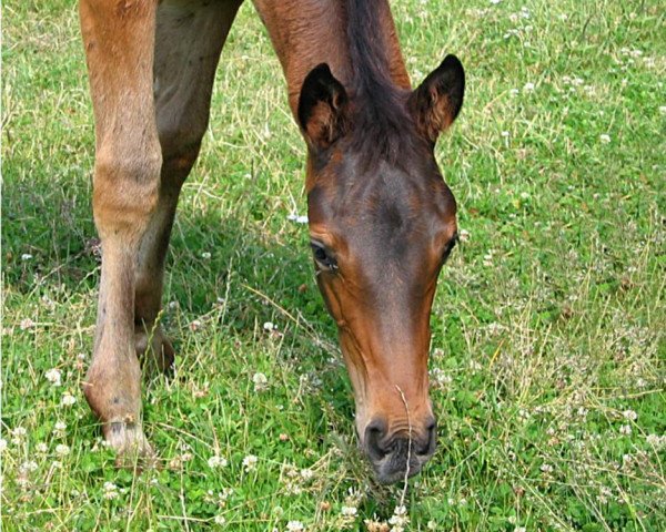 dressage horse Pacino (Trakehner, 2009, from Kaiserkult TSF)